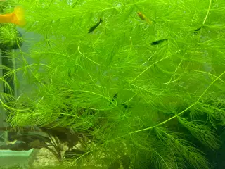 Akvarieplanter