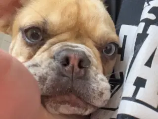 Fransk bulldog 