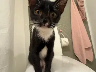 Han killing med alt udstyr