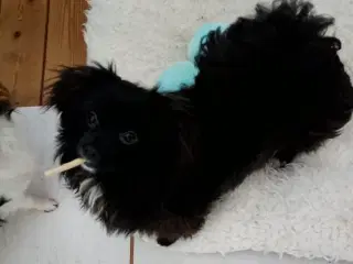 Skønneste og dejligst pomeranian-/pomeran-blanding