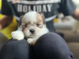 Lhasa Apso hvalpe 