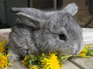 FRANSK VÆDDER HUN CHINCHILLA