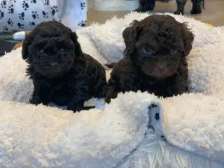 Shihpoo babyer 