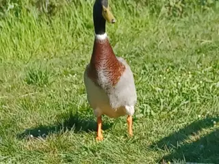 Løbeænder 