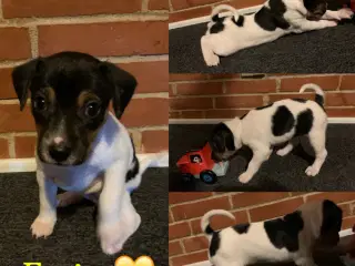 Dansk svensk gårdhundehvalpe