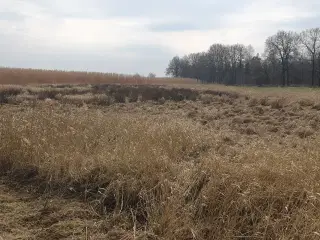 Flis lavet af elefantgræs