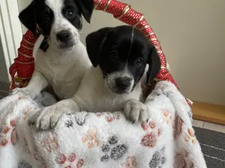 Dansksvensk Gårdhund 