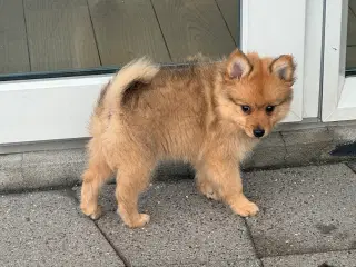 Volpino Italiano hvalpe