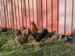 Dværghøns Agerhønefarvede Wyandot 