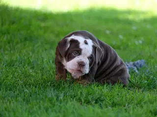 New English Bulldog hvalp med stamtavle 