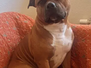 Engelsk stafford Bull terrier  