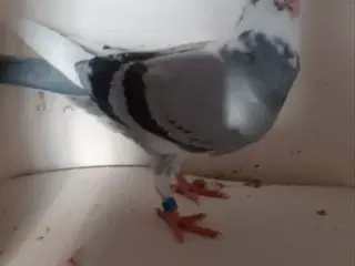 brevduer unger ringet med DFK ringe