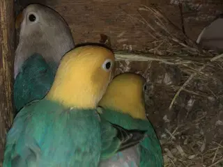 Unger til restopmading