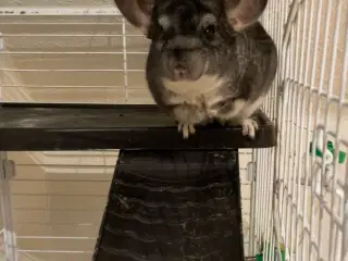 Chinchilla 