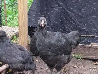 Jersey Giant hanekylling