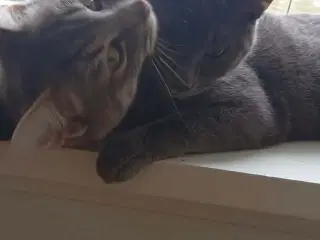 To piger søger nyt blivende hjem 