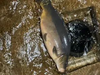 Levende karper sælges