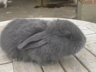 FRANSK VÆDDER HUN BLÅ