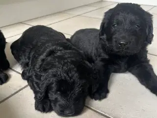 Labradoodles hvalpe F1