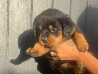 Søde Rottweiler-hvalpe søger nye kærlige hjem