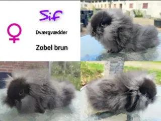 Super sød dværgvædder hun