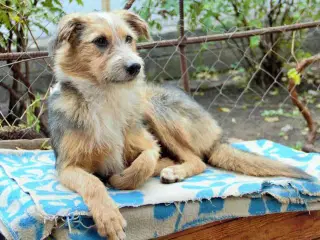Hund fra Ukraine 