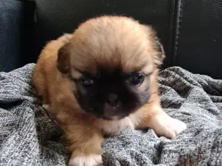 Pekingeser 2 piger og 1 dreng
