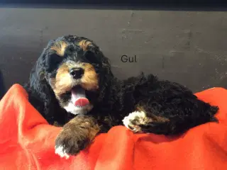Sproodle/springerdoodle hvalpe