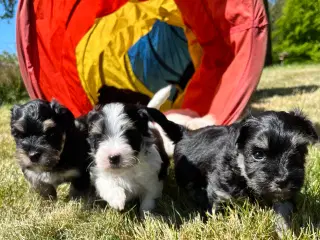 Søde Bichon Havanaise hvalpe (DKK stamtavle)