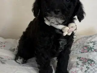 1  Maltipoo pige må rejse nu