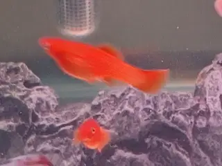 Akvarie fisk Molly