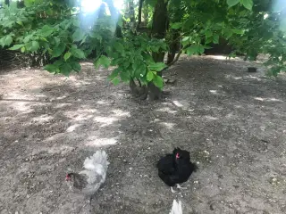 Araucana 
