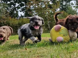 Doodels hanhvalp lille familiehund 