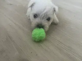 Skønne Westie / West highland White terrier