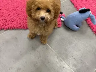 🐾maltipoo miniature 🩷💙🐾