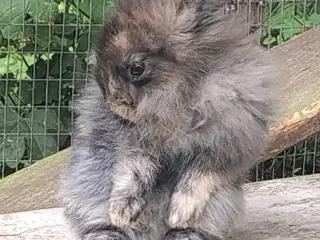 Kanin unger søger gode hjem.