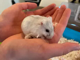 Dværg hamster