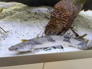 Bichir fisk