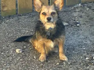 3 år han hund 