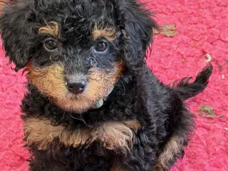 Cavapoo hvalpe 