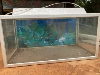 Akvarium  Inc lampe 