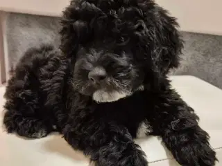 Havapoo  F1-hvalpe salgsklar 