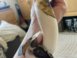 0.1 Pied kongepython 2023