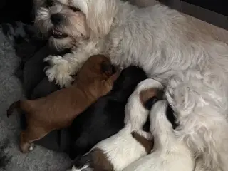 Shih Tzu hvalpe sælges