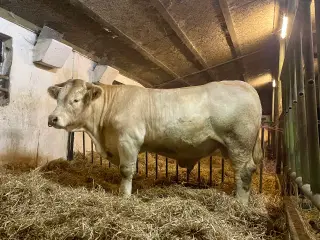 15 måneders charolaistyr sælges