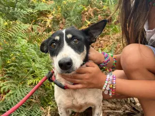 pipoca