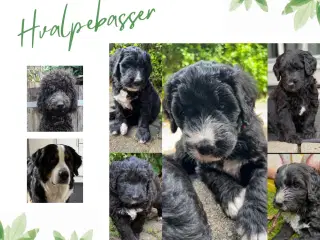 Bernedoodle / berne doodle 