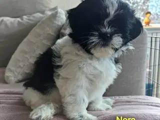 Shih Tzu hvalpe