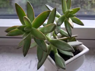 Stueplante