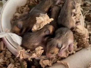 Guldhamster 